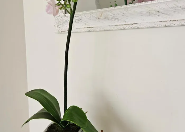 アパート Unique & Spacious 2 Bedroom With Sauna *